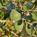 פירות פיג'ויה Feijoa Acca Sellowiana