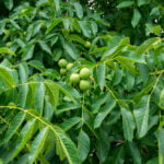 Fresh Walnuts Hanging On A Tree