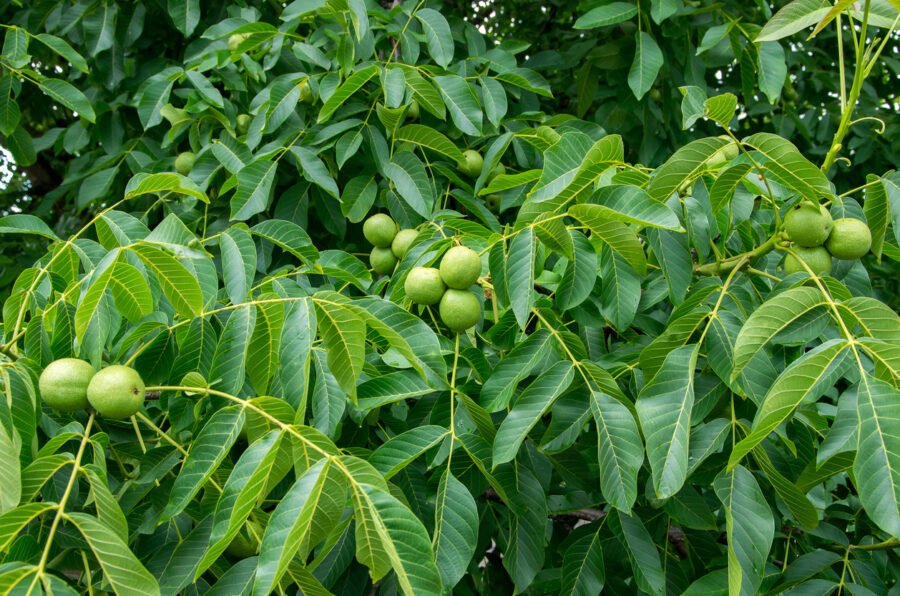 Fresh Walnuts Hanging On A Tree
