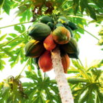 פפאיה צמח ופרי