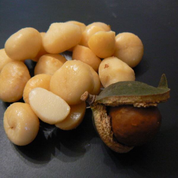 Macadamia2.jpg
