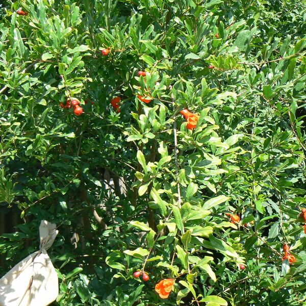 Punicagranatum1.jpg
