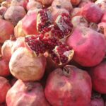 Punicagranatum2.jpg
