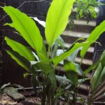 Zingiber officinale ג'ינג'ר זנגביל