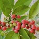 אורנג' ברי Orange Berry