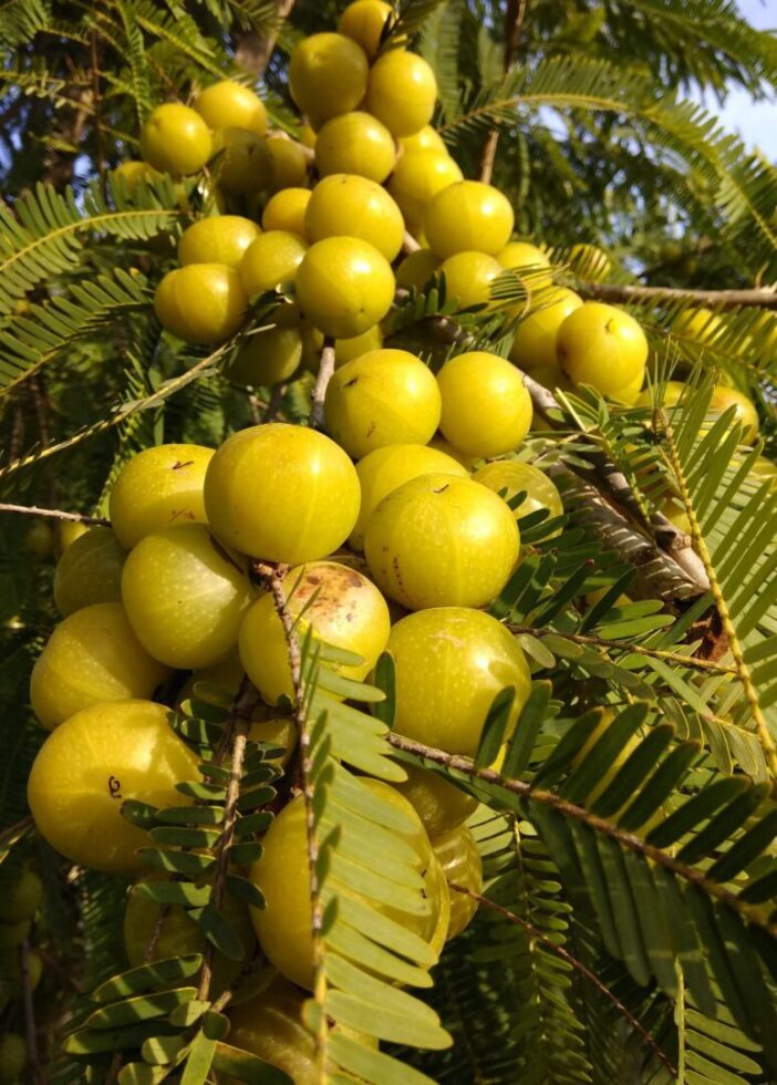 אמלה Scaled 1.jpg