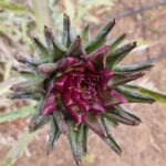 ארטישוק פרח