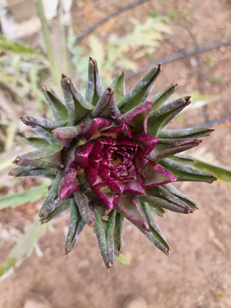 ארטישוק פרח