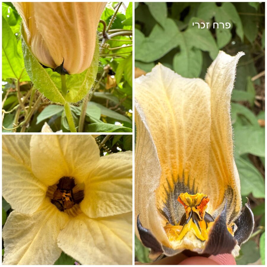 גאק פרח זכרי