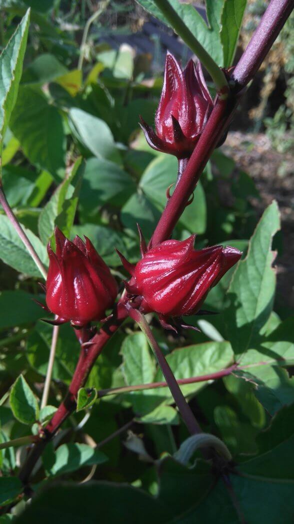 היביסקוס עב גביע