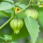 פירות טומטילו כולל מעטפת חיצונית