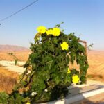 שתיל ליפה פורח