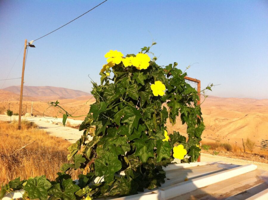 שתיל ליפה פורח