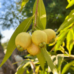 עיצוב ללא שם (76)