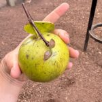 פאראנג פארה גיואבה בכף יד