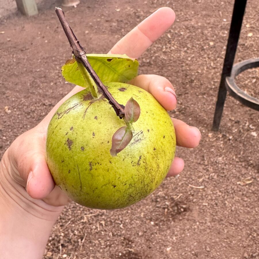 פאראנג פארה גיואבה בכף יד