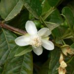 פארה גויאבה 4