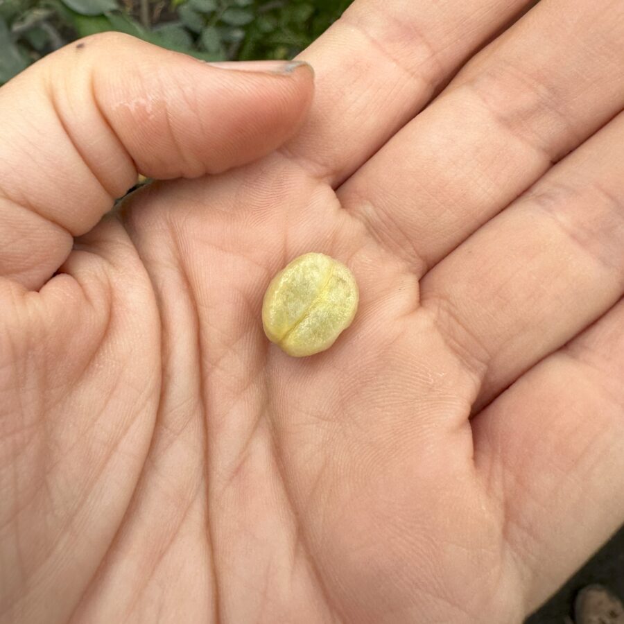 פול קפה ערביקה על כף יד לקנה מידה