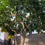 עץ פומלה לבנה גוליית