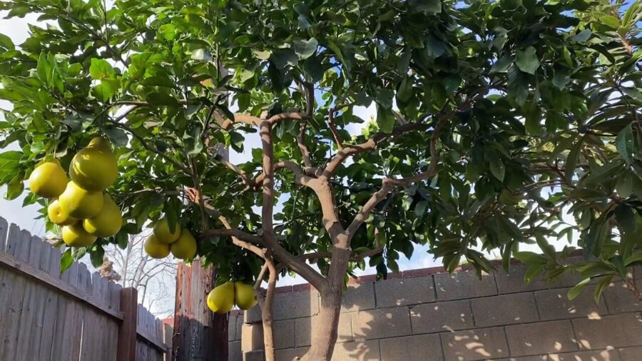 עץ פומלה לבנה גוליית