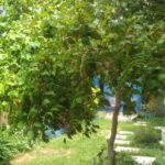 פיטנגו מרי 3