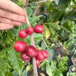 פירות קפה ערביקה על ענף עם כף יד לקנה מידה