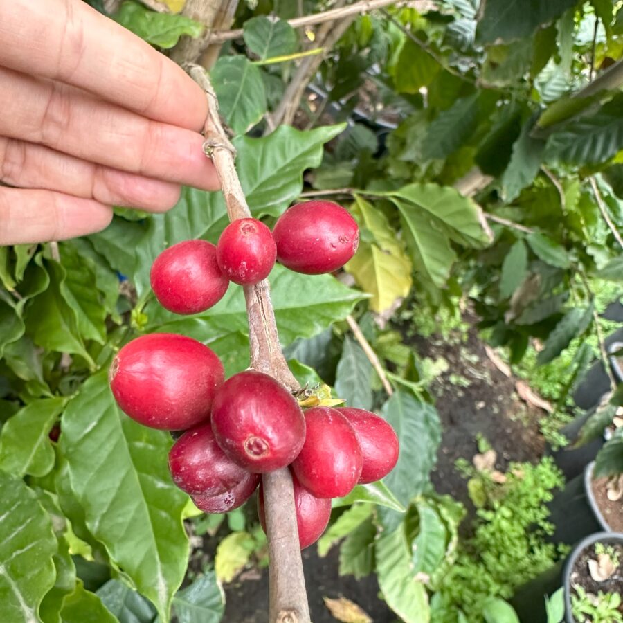פירות קפה ערביקה על ענף עם כף יד לקנה מידה