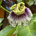 פסיפלורה משובחת פרח