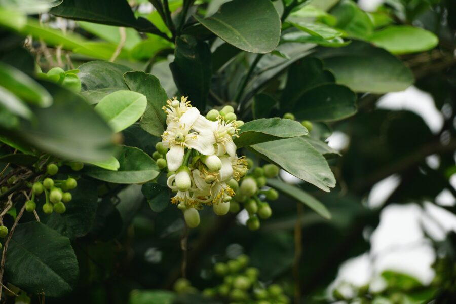 אשכולית לבנה white grapefruit flower