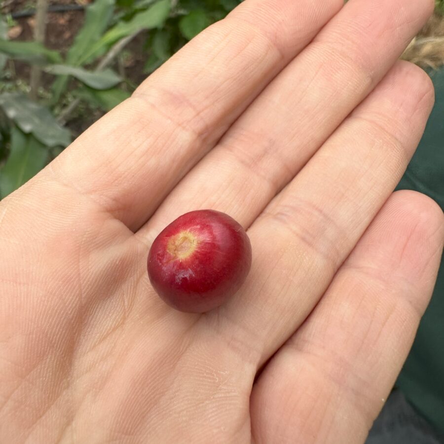 פרי קפה ערביקה על כף יד לקנה מידה