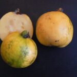 קאס סוף סוף 2