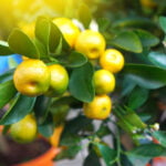 Citrus Calamondine Branch Closeup. Exotic Houseplant Background.