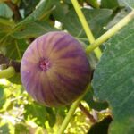 תאנה בורסה 2