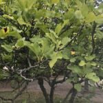 תאנה בורסה 3