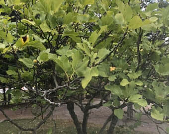 תאנה בורסה 3