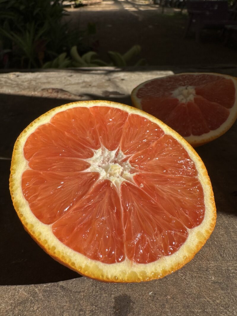 תפוז דם קרה קרה פרי חצוי