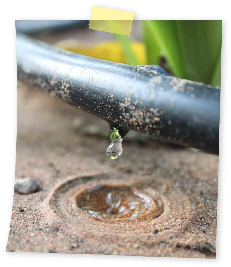 איך מחשבים כמה מים הצמח מקבל?