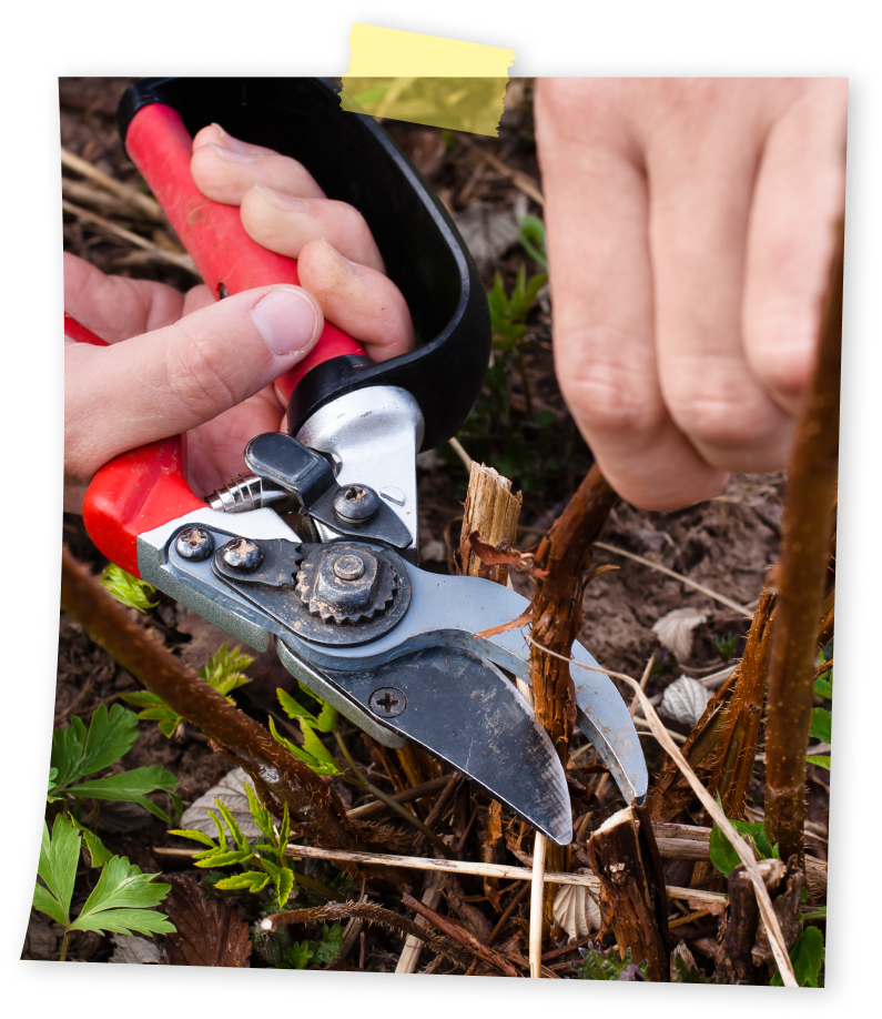 מתי גוזמים עצי פרי?