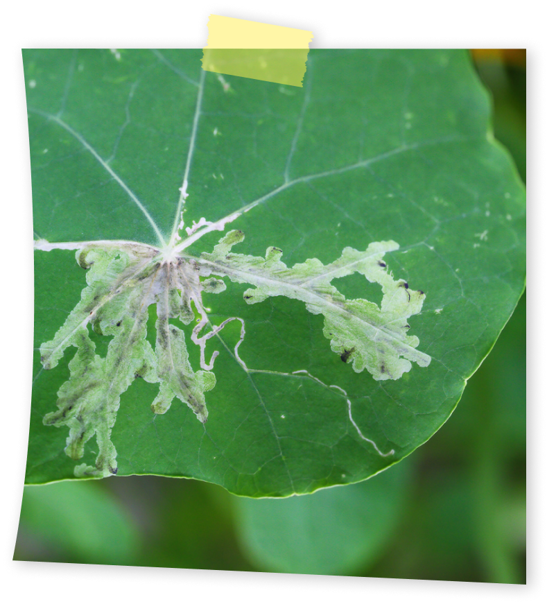 מזיקי עלים - עש המנהרות