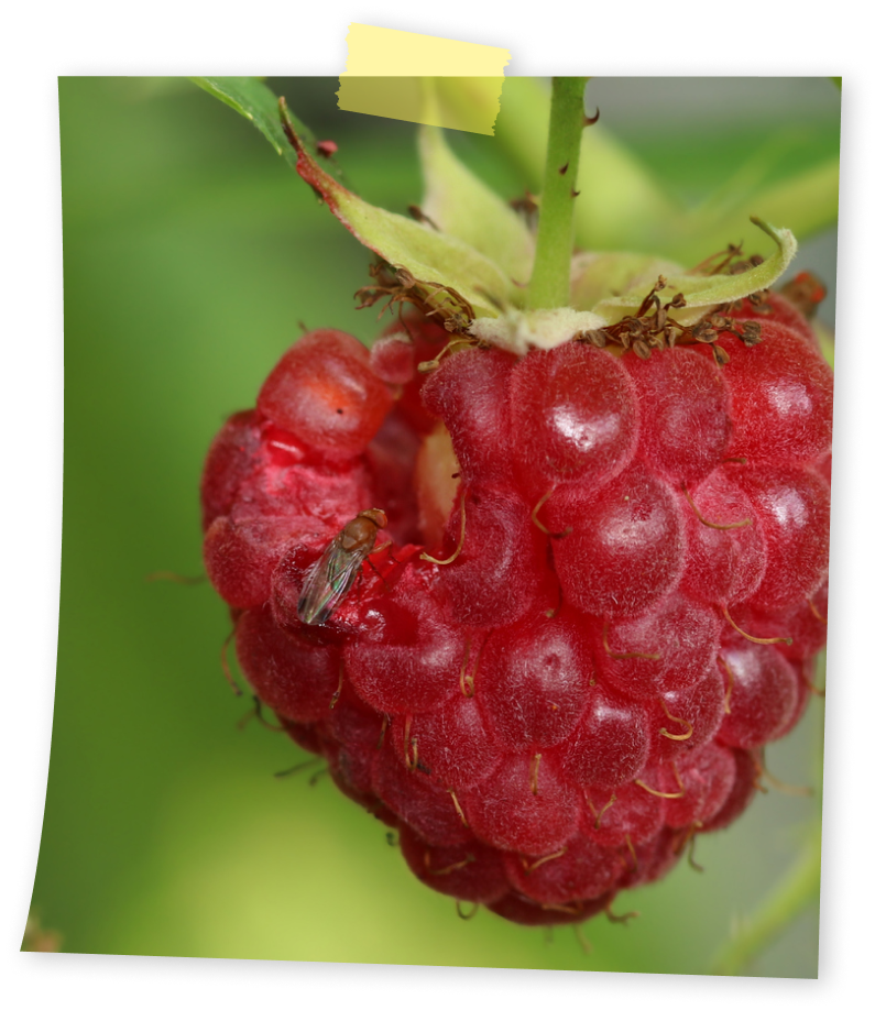 מזיקי פרי- זבוב הפירות