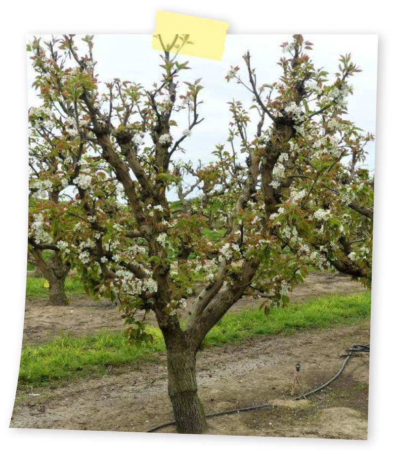 עיצוב גביע בעצי פרי