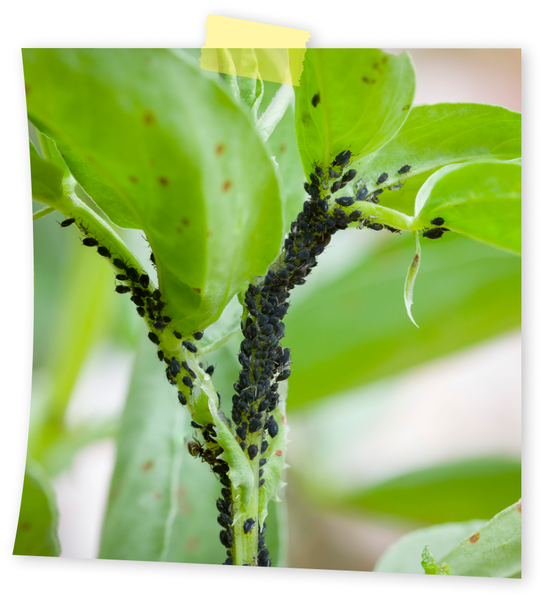 מזיקי עלים - כנימות