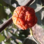 Macluratricuspidata1