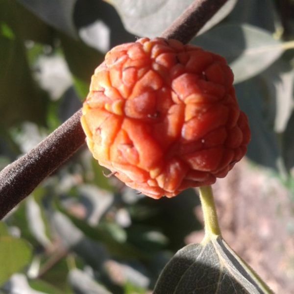 Macluratricuspidata1