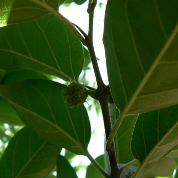 Macluratricuspidata2