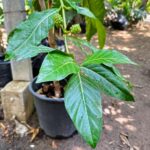 Morinda citrifolia נוני (אנונת בר) שתיל