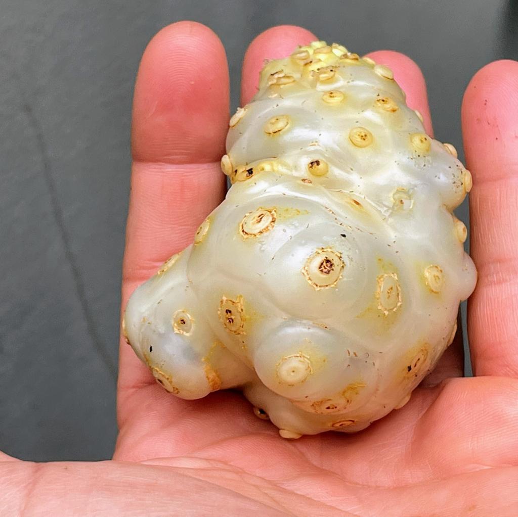 פרי נוני (אנונת בר) על כף יד