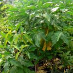 Morinda citrifolia נוני (אנונת בר)