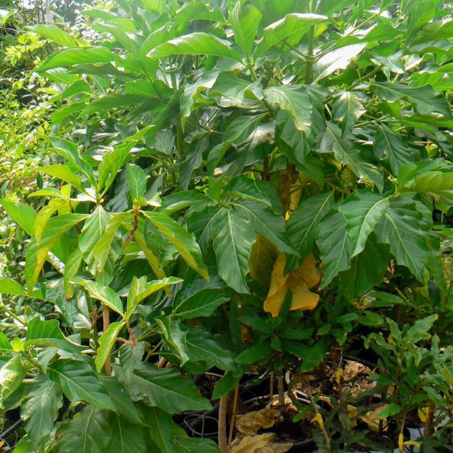 Morinda citrifolia נוני (אנונת בר)