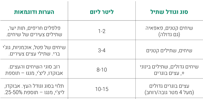 כמה צריך להשקות? 